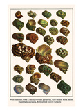 West Indian Crown Conchs  Persian Purpuras  Red-Mouth Rock Shells  Randolphs Purpura  etc