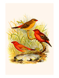 Common Amaduvade and African Fire Finch