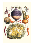 Vegetables; Peppers  Onion  Raddish  Tubers  Pumpkin  and Lettuce