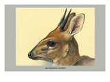 Abyssinian Duiker