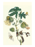 Contton Plant  Moths and Butterflies