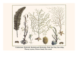 Cnidarians  Hydroid  Bottlebrush Hydroids  Pink Sea Fan  Sea Whip  Thorny Oyster  Flower Head  etc
