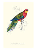 Stanley Parakeet Male - Platycercus Icterotis