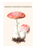 Amanita Poisonous Toadstool