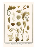 Cnidarians  Moss Animals  Sea Worm  Coral Weeds  Hydroid  Bottle Brushes  Serpent Star