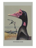 Spur Winged Goose