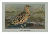 Lowe's Sand Grouse