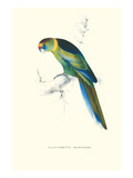 Barnard's Parakeet - Barnardius Zonarius Barnardi