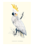 Lesser Sulpher-Crested Cockatoo - Cocatua Sulphurea