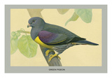 Green Pigeon
