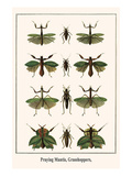 Praying Mantis  Grasshoppers 