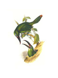 Chestnut Tipped Toucanet