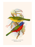 Nonpareil Bunting