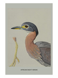 African Night Heron