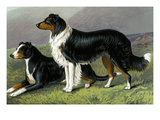 Sheep Dogs