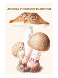 Amanita Poisonous Toadstool