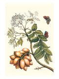 Butterfly on a Spanish Plum