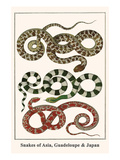 Snakes of Asia  Guadeloupe and Japan