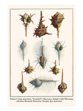 Venus Comp Murexes  Troschel's Murexes  Snipe's Bill Murexes  African Horned Murexes  etc