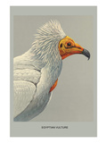 Egyptian Vulture