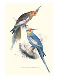 New Holland Parakeets -Nynphicus Hollandicus