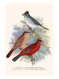 Pileated Finch and Red Crested Finch