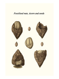 Fossilised Nuts  Acorn and Seeds