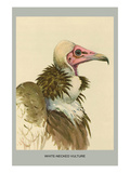 White Necked Vulture