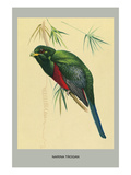 Narina Trogon
