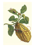 Citron with Monkey Slug and a Harlequin Beetle