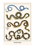 Sand Boa and Snakes