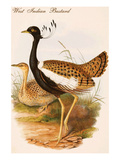 West Indian Bustard