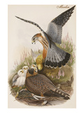 Merlin