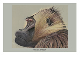 Gelada Baboon