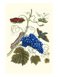 Grapevine with Gaudy Spinx Moth