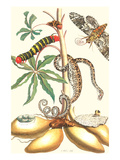 Moths and a Tree Boa