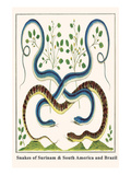 Snakes of Surinam and South America and Brazil