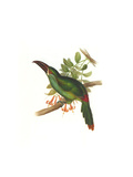 Crimson Rumped Toucanet