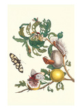 Fruiting Guava and Stinging Caterpillar