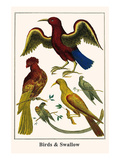 Birds and Swallow