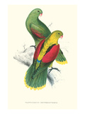 Crimson Winged Parakeet - Aprosmictus Erythropterus