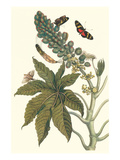 Castor Oil Tree with a Moth