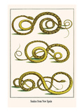 Snakes from New Spain