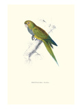 Dwarf Parakeet Macaw - Aratinga Nana