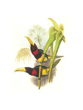 Brown Mandibled Aracari