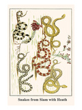 Snakes from Siam with Heath