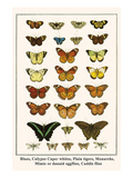 Blues  Calypso Caper Whites  Plain Tigers  Monarchs  Mimic or Danaid Eggflies  Caddis Flies