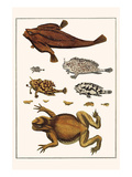 Toad  Longsnout Batfish  Sargassumfishes  Marine Snails 