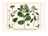 Milk Weed  Stork's Bill  Hamphire-Purselane  Spider Orchids