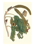 Ice Cream Bean Plant  Cloudless Sulphur Butterfly and Caterpillar with Moth on the Stalk